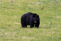 Black-Bear-III-Tower-May-16-2026
