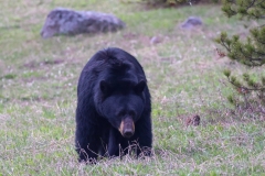 Black-Bear-IV-Canyon-May-8-2026