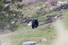 Black-Bear-Lamar-Canyon-April-17-2026