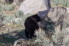 Black-Bear-Lamar-Canyon-May-2-2026