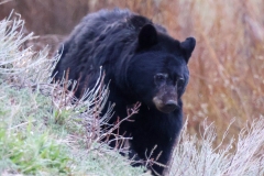 Black-Bear-Rescue-Creek-May-9-2026