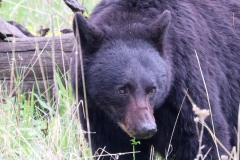 Black-Bear-Sow-Tower-Falls-May-31-2026