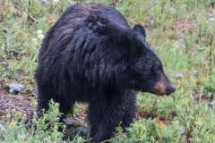 Black-Bear-Tower-Falls-May-31-2026