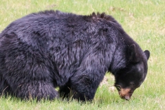 Black-Bear-Tower-May-16-2026