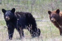 Black-Bear-Twins-IV-Little-America-May-2-2026
