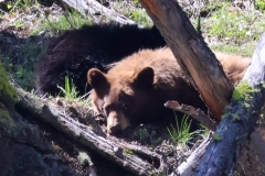 Black-Bear-Twins-Little-America-May-2-2026