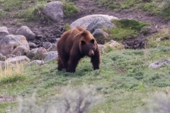 Cinammon-Bear-II-Lamar-Canyon-May-2-2026