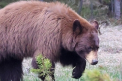 Cinnamon-Black-Bear-Canyon-May-8-2026