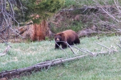 Cinnamon-Black-Bear-Elk-Creek-May-16-2026