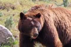 Cinnamon-Black-Bear-II-Lamar-Canyon-May-9-2026