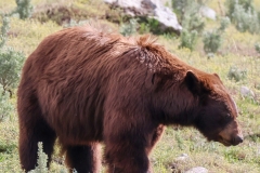 Cinnamon-Black-Bear-III-Lamar-Canyon-May-9-2026