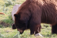 Cinnamon-Black-Bear-Lamar-Canyon-May-9-2026