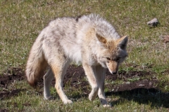 Coyote-II-Lamar-Valley-April-18-2026