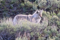 Coyote-II-Lamar-Valley-May-9-2026