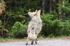 Coyote-II-Madison-River-May-16-2026