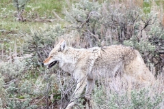 Coyote-Lamar-Valley-May-9-2026