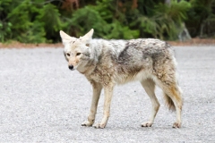 Coyote-Madison-River-May-16-2026