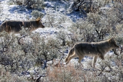 Coyotes-Elk-Creek-April-17-2026