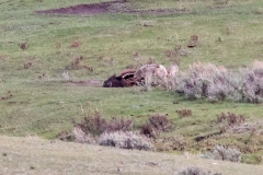 Coyotes-Slough-Creek-May-16-2026