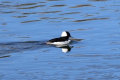 Duck-Hayden-Valley-May-1-2026