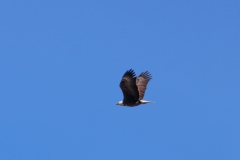 Eagle-Gardiner-March-22-2026