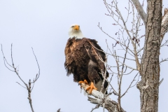 Eagle-III-St.-Anthony-April-14-2026