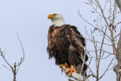 Eagle-IV-St.-Anthony-April-14-2026