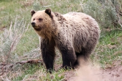 Grizzly-Cub-IV-Lamar-Canyon-May-9-2026