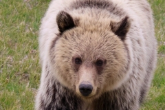 Grizzly-Cub-Lamar-Canyon-May-9-2026