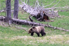Grizzly-II-Norris-Junction-May-16-2026