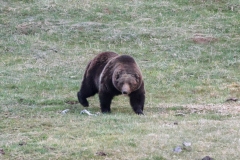Grizzly-II-Norris-May-9-2026