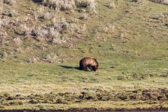 Grizzly-Lamar-Valley-May-2-2026