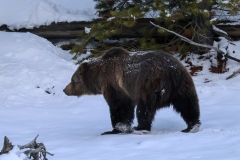 Grizzly-Norris-April-18-2026