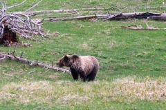 Grizzly-Norris-Junction-May-16-2026