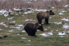 Grizzly-Siblings-Lamar-Valley-April-17-2026