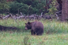 Grizzly-Soda-Butte-Bathroom-May-31-2026