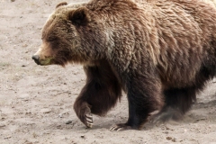 Grizzly-Sow-II-Lamar-Canyon-May-9-2026