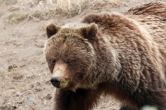 Grizzly-Sow-III-Lamar-Canyon-May-9-2026