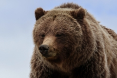 Grizzly-Sow-IV-Lamar-Canyon-May-9-2026