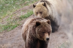 Grizzly-Sow-and-Cub-Lamar-Canyon-May-9-2026
