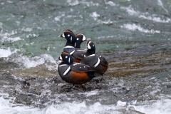 Harlequin-Ducks-II-LaHardy-Rapics-May-31-2026