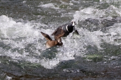 Harlequin-Ducks-II-LaHardy-Rapids-May-16-2026