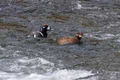 Harlequin-Ducks-III-May-16-2026
