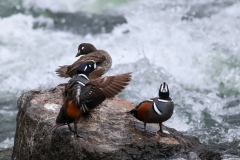 Harlequin-Ducks-III-May-31-2026