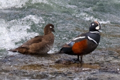 Harlequin-Ducks-IV-May-16-2026
