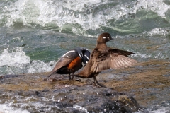Harlequin-Ducks-LaHardy-Rapids-May-16-2026