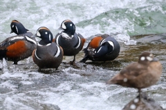 Harlequin-Ducks-LaHardy-Rapids-May-31-2026