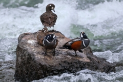 Harlequin-Ducsk-IV-May-31-2026