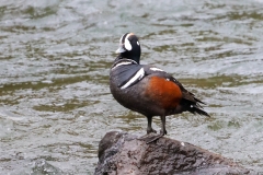 Harlqun-Duck-LaHardy-Rapids-May-31-2026