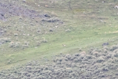 Junction-Butte-Alpha-Male-Slough-Creek-May-9-2026